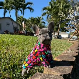 Apple - Tricolors female French Bulldog puppy in Loxahatchee, Florida from Blue Wonder Frenchies