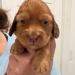 Selena - Red female Dachshund puppy in Southwest Ranches, Florida from Breezy Florida Dachshunds