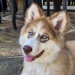 Native American Indian Dog Puppies from Seven Sisters Canids