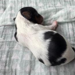 Mango (Girl 4) - Black tan and white female Biewer Terrier puppy in Las Cruces, New Mexico from De La Rosa Biewers