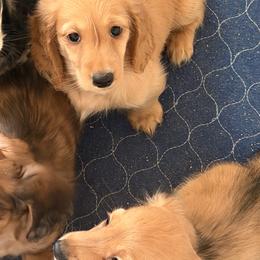 Cream - Cream female Dachshund puppy in Hudson, North Carolina from Foothills Precious Paws
