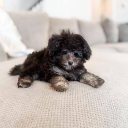 Grayson - Phantom male Poodle puppy in Chapel Hill, North Carolina from Cyndi’s Poodles