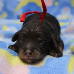 Red collar  Tango - Chocolate male Australian Labradoodle puppy in Provo, Utah from EllsWORTH Labradoodles LLC