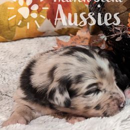 Raya - Blue merle Australian Shepherd puppy in Grand Island, Nebraska from Heaven Scent Aussies