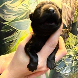 Girl 2 - female German Shepherd puppy in Laguna Niguel, California from Barenstadt Kennels