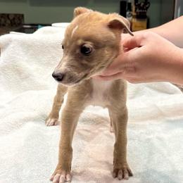 Cosmic - Blue fawn male Greyhound puppy in Florida from Running to Stand Still (RTSS)