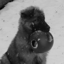Shiloh Shepherd Puppies from Solace Shilohs