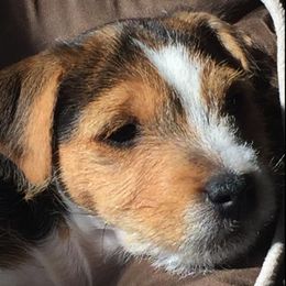 Jack Russell Terriers from Heart and Soul Jack Russells