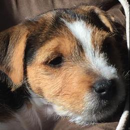 Jack Russell Terriers from Heart and Soul Jack Russells