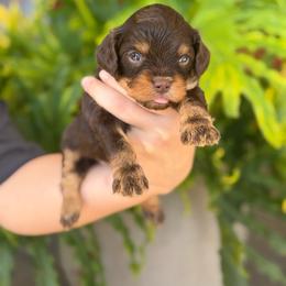 Rusty - Chocolate male Cavapoo puppy in Millersburg, Ohio from T Sanctum