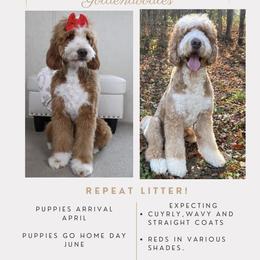 Goldendoodle puppies from Lovabledoodles