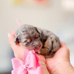 Peony-Light Pink - Merle female Bernedoodle puppy in Ontario, California from Teddy Doodles & Standard Poodles