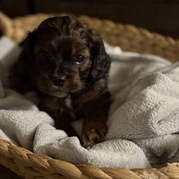 Cockapoo Puppies from Angie’s Cockapoos