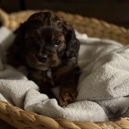 Cockapoo Puppies from Angie’s Cockapoos