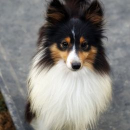 Prince - Toy Shetland Sheepdog