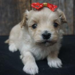 Bichon Frises, Companion Crosses, Maltipoos, and Poodles from Panther Creek Road