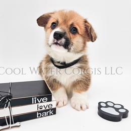 Party - Red male Pembroke Welsh Corgi puppy in Kiowa, Colorado from Cool Water Corgis LLC