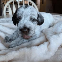 Wirehaired Pointing Griffon Puppies from Happy Hollow Griffons