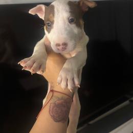 Prince - White and red male Bull Terrier puppy in Rowland Heights, California from Northeast Bull Terriers