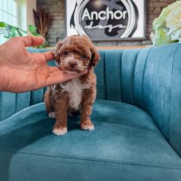 ..::  c  h  a  i  ::..  ( t e d d y .::. b e a r ) - Red  male Poodle puppy in Hooper, Utah from Anchor Dogs