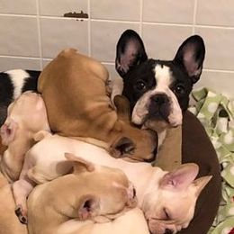 French Bulldogs and Pugs from David Cook