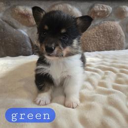 Green - Black and tan male Pembroke Welsh Corgi puppy in Necedah, Wisconsin from The 6Ks Paws and Hobbies