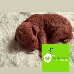 Toby - Red  male Poodle puppy in Fairburn, Georgia from The Real Dog Breeders of Atlanta (peachy poodles)