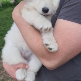German Shepherd Puppies from Von Holtzapple German shepherds