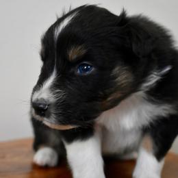 Male 1 - Black tri-color male Australian Shepherd puppy in Hamilton, New Jersey from Birch Haus
