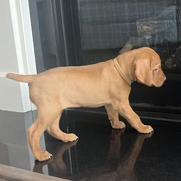Girl 4 -light brown collar - Golden Vizsla puppy in Suffolk, Virginia from JC Vizsla’s