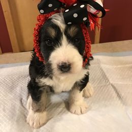 Bernedoodle Puppies from Montanas Mountain Bernedoodles