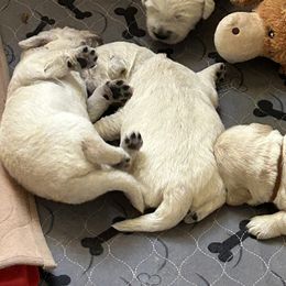 Golden Retriever Puppies from Hagan's Golden Retrievers