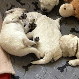 Golden Retriever Puppies from Hagan's Golden Retrievers