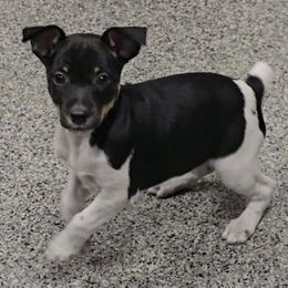 Almond Joy - Black tan and white female Rat Terrier puppy in Divide, Colorado from Outlaw Farm and Kennel