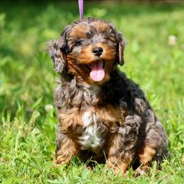 Bobby - Sable male Aussiedoodle puppy in Missouri from Husky Hill Kennel