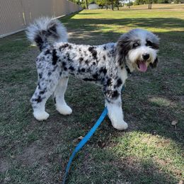 Aussiedoodle All Grown Up from Blu’s Aussiedoodles