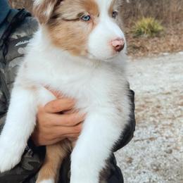 Australian Shepherd Puppies from Malin Family Aussies