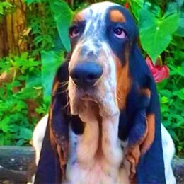 Beirute - Basset Hound