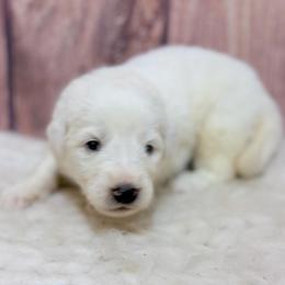 Mabel - Yellow Collar - White female Great Pyrenees puppy in San Marcos, California from Faith Family Freedom Farm