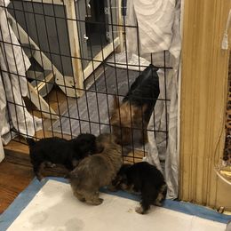 Yorkipoo Puppies from Tuts Pups Cafe