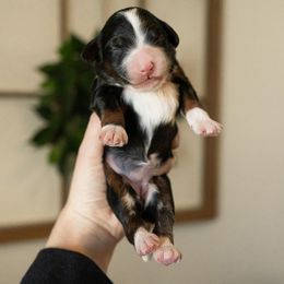 Bernedoodle, Cavapoo, Goldendoodle, and Poodle Puppies from Wasatch Pup