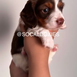 Dachshund Puppies from Socaldoxies
