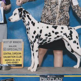 Dalmatians from Spotlight Dalmatians