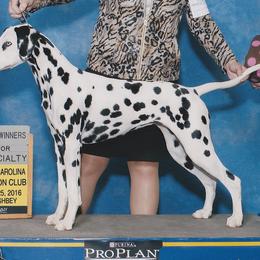 Dalmatians from Spotlight Dalmatians