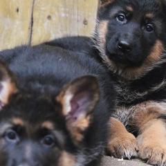 Belgian Malinois and German Shepherds from Haus Amberg Shepherds