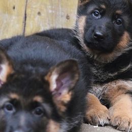 Belgian Malinois and German Shepherds from Haus Amberg Shepherds