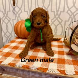 Green male - Red  male Goldendoodle puppy in Haughton, Louisiana from Bailey’s Cajun Canines