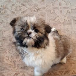 Snowflake - Brindle and white female Shih Tzu puppy in Lebanon, Pennsylvania from Stoney Acre Farms