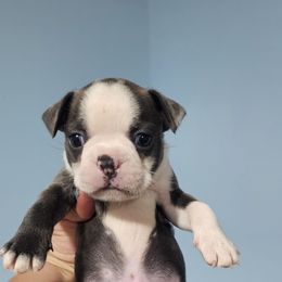 Cosmo - Brindle and white male Boston Terrier puppy in Columbus, Ohio from Bryn's AKC Bostons