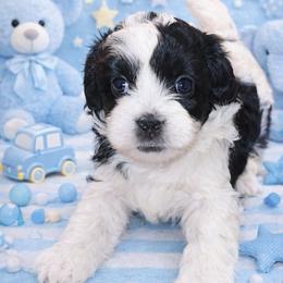 Jolly - Black and white male Shihpoo puppy in Hertford, North Carolina from Heaven Sent Shihpoo's
